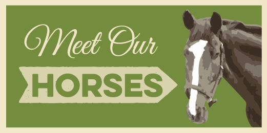 meet-our-horses